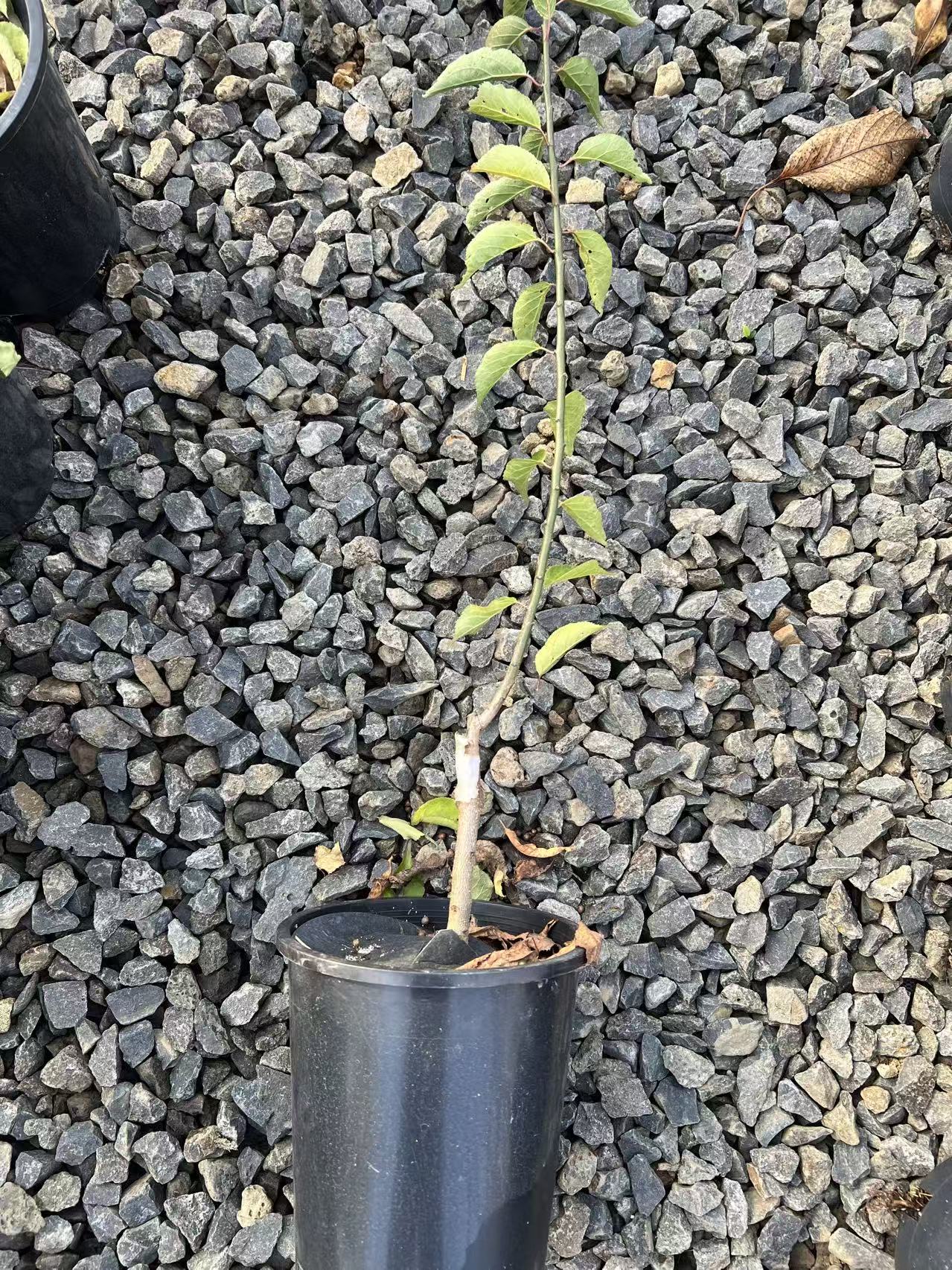 Dragon Dance Ume, Longyoumei, Flowering Apricot, 龙游梅,雲竜梅