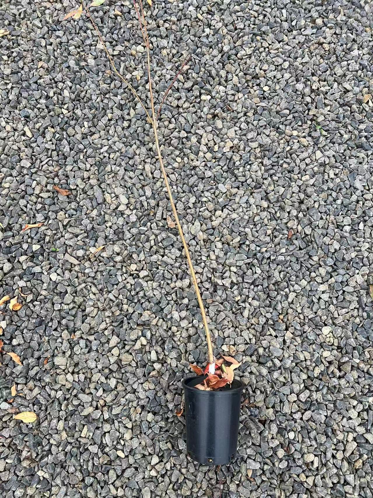 Long John European Plum Tree