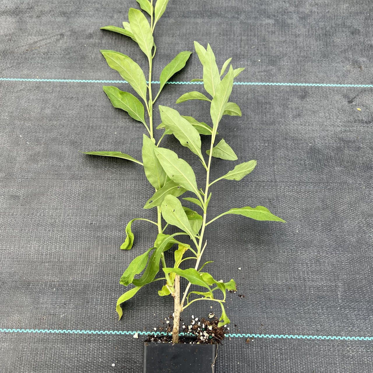 Goji berry plant, wolfberry, Lycium chinense 宁夏枸杞苗 US Seller