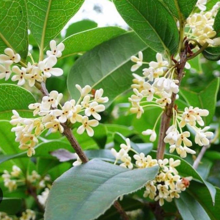 Sweet Osmanthus fragrans 'Semperflorens' tree,Fragnant Tea Olive
