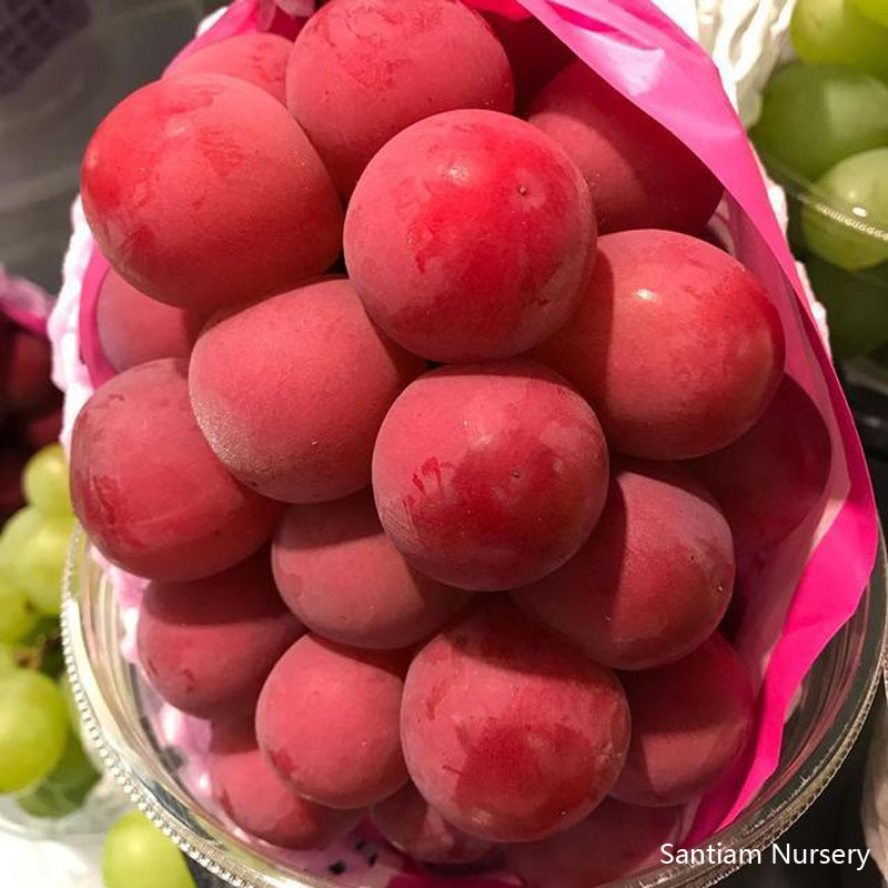 Japanese Ruby Roman Grape Vine, Bare Root, Ishikawa Ruby Roman, ルビーロマン,浪漫红宝石葡萄,罗马红宝石