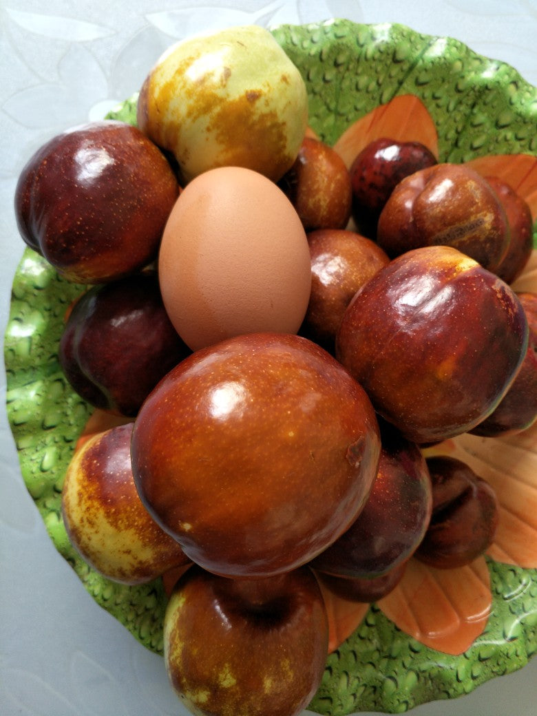 Shanxi Li Giant jujube tree, Chinese date,pear jujube,bare root, 临猗梨枣,特大。US Seller