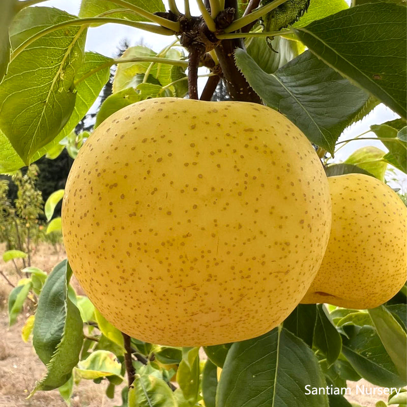 Pre sale 2026! Korean Golden Pear Tree, bare root, 황금배, 韩国黄金梨