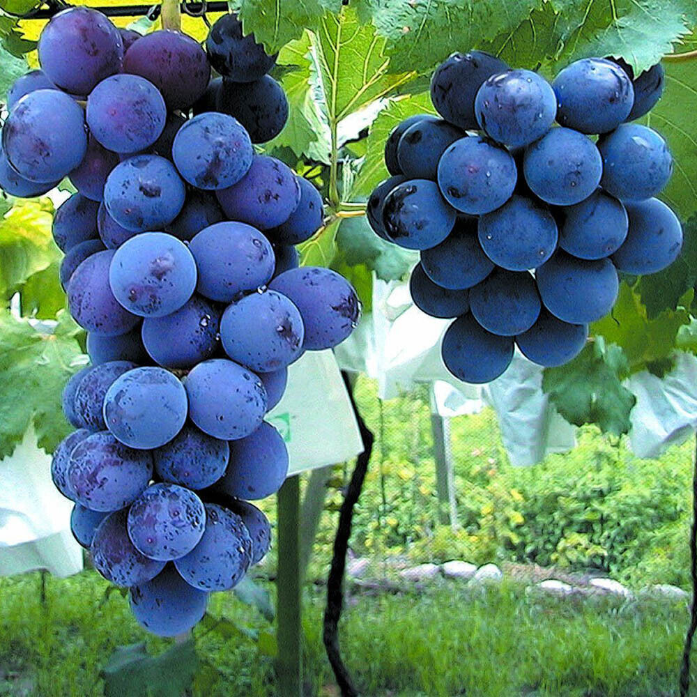 Japanese Kyoho grape plant 巨峰葡萄苗 교호포도 US seller