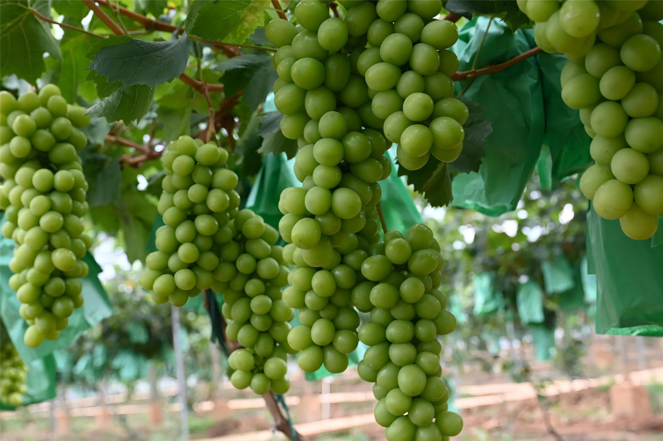 Shine Muscat Premium Japanese Grape plant on 3309 C, bare root,晴王麝香葡萄,シャインマスカット, 阳光玫瑰葡萄苗 ,香印青提 US Seller