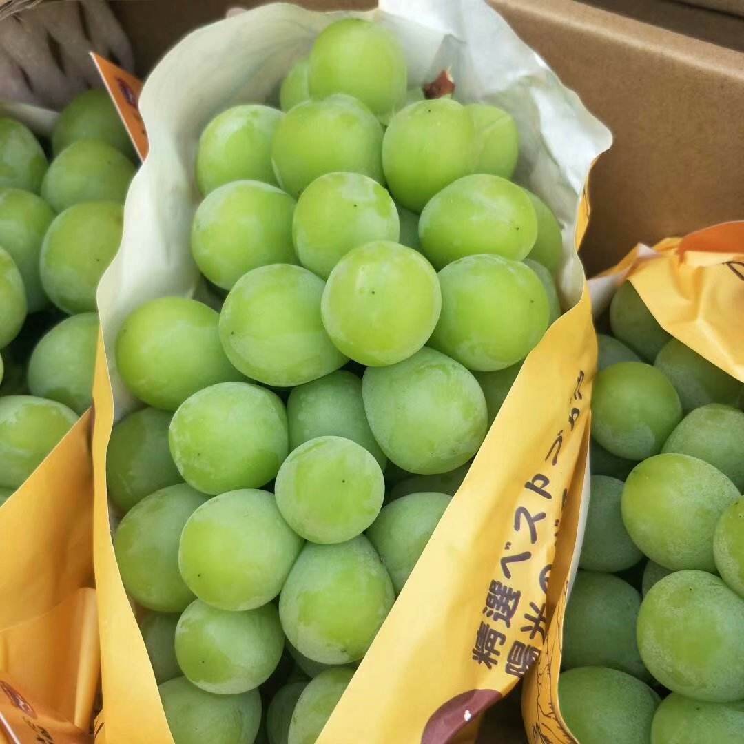 Shine Muscat Premium Japanese Grape plant on 3309 C, bare root,晴王麝香葡萄,シャインマスカット, 阳光玫瑰葡萄苗 ,香印青提 US Seller