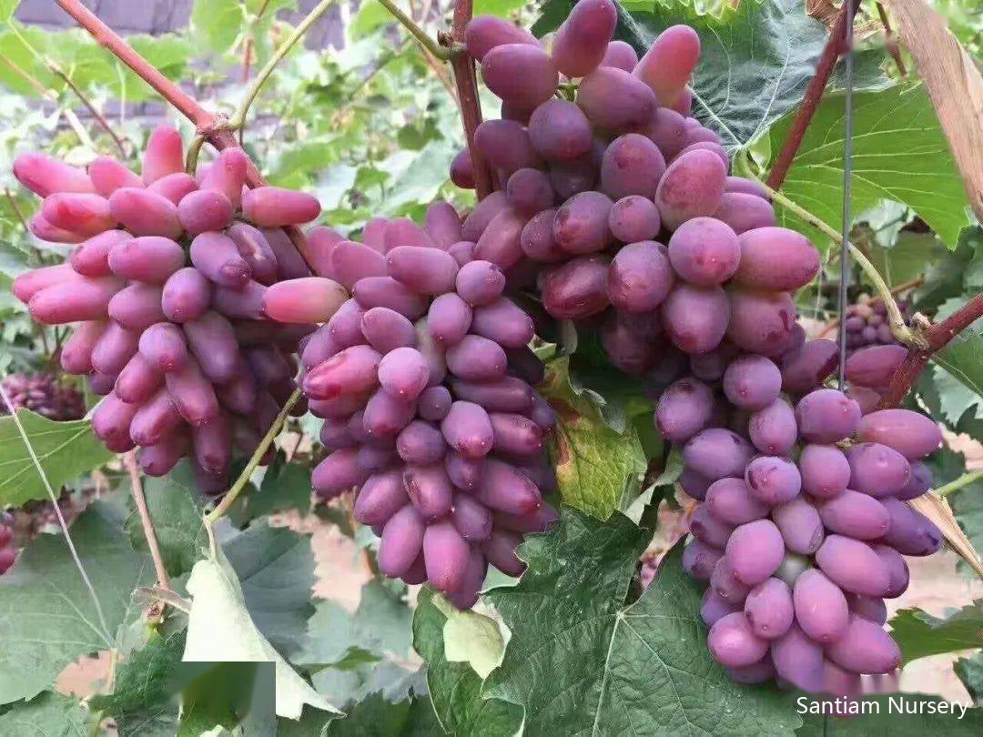 Japanese Jasmine Sweet Grape Vine, Bare Root, on 3309C ジャスミンフレーバー葡萄,茉莉香葡萄