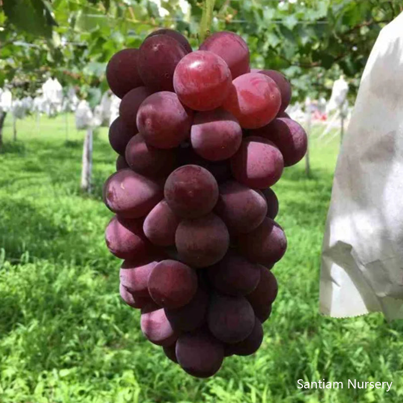 Japanese Benifuji Grape Vine , Bare root, 紅富士/べにふじ
