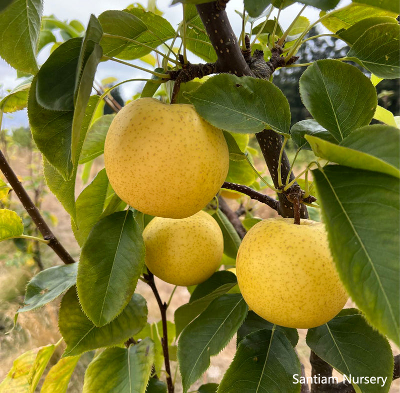 Pre sale 2026! Korean Golden Pear Tree, bare root, 황금배, 韩国黄金梨