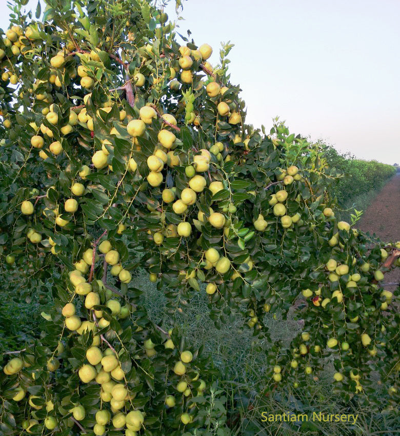 Shanxi Li Giant jujube tree, Chinese date,pear jujube,bare root, 临猗梨枣,特大。US Seller