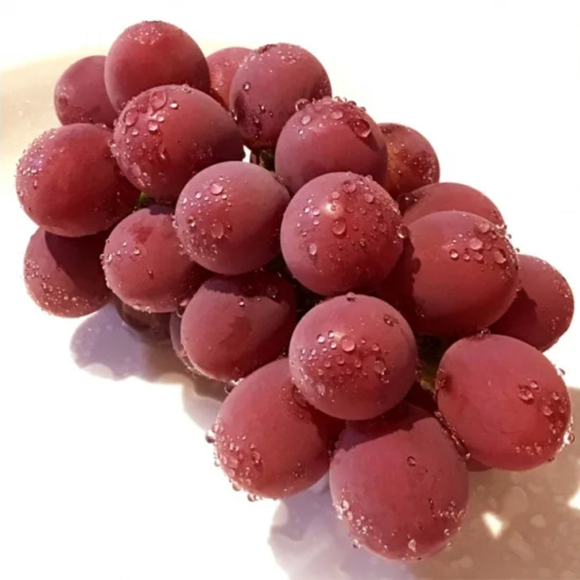 Japanese Benifuji Grape Vine , Bare root, 紅富士/べにふじ