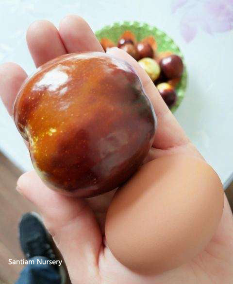 Shanxi Li Giant jujube tree, Chinese date,pear jujube,bare root, 临猗梨枣,特大。US Seller