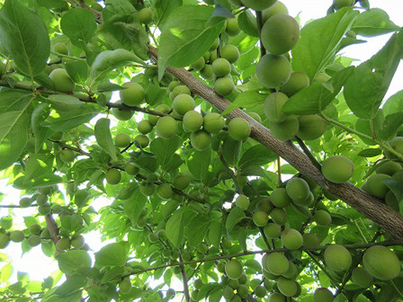 Shiro Kaga Japanese Flowering Apricot tree, Prunus mume,白加賀梅 白加贺梅花 US Seller