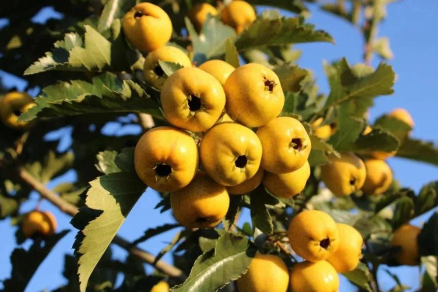 Golden Sweet Chinese Hawthorn Tree, Large Fruit, Sweet Flavor, Bare Root. 金如意黄山楂,甜山楂