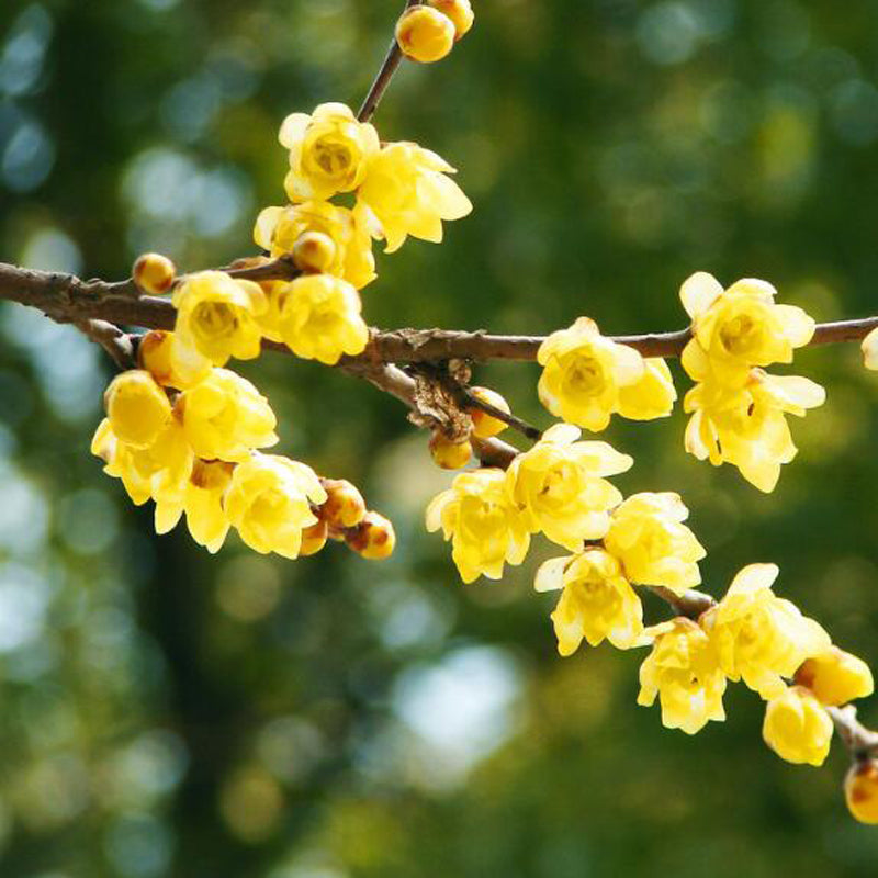 Wintersweet tree,Japanese allspice, ice flower. Chimonanthus praecox 腊梅,蜡梅苗 US Seller