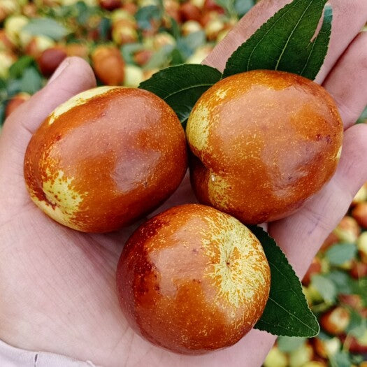 Shanxi Li Giant jujube tree, Chinese date,pear jujube,bare root, 临猗梨枣,特大。US Seller