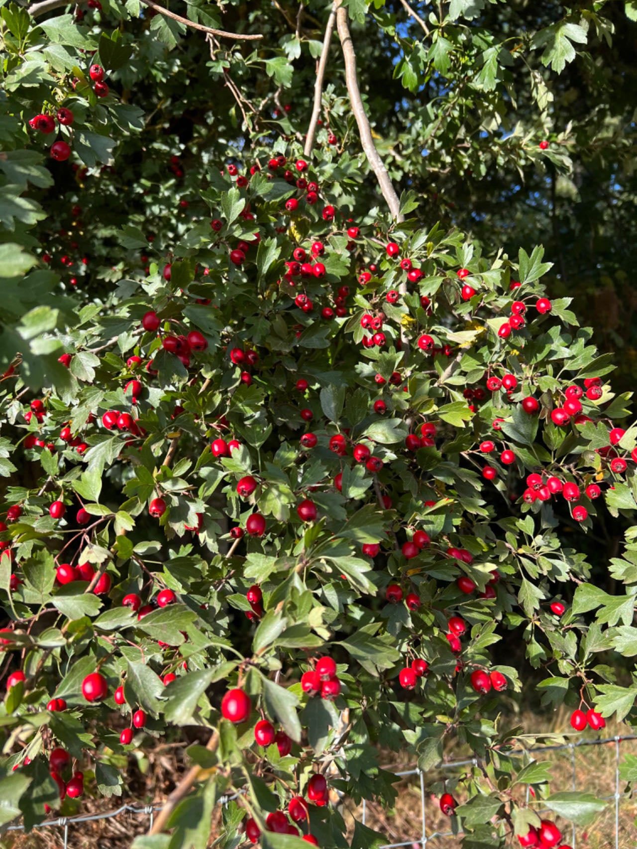 Wild Hawthorn tree, Crataegus monogyna ,Chinese Hawthorn's rootstock 野山楂,山楂砧木