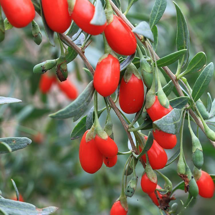 Goji berry plant, wolfberry, Lycium chinense  宁夏枸杞苗  US Seller