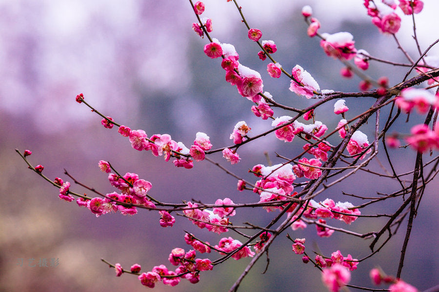 Peggy Clarke Japanese Flowering Apricot tree, Prunus Mume,Ume, bonsai ,梅花 US seller