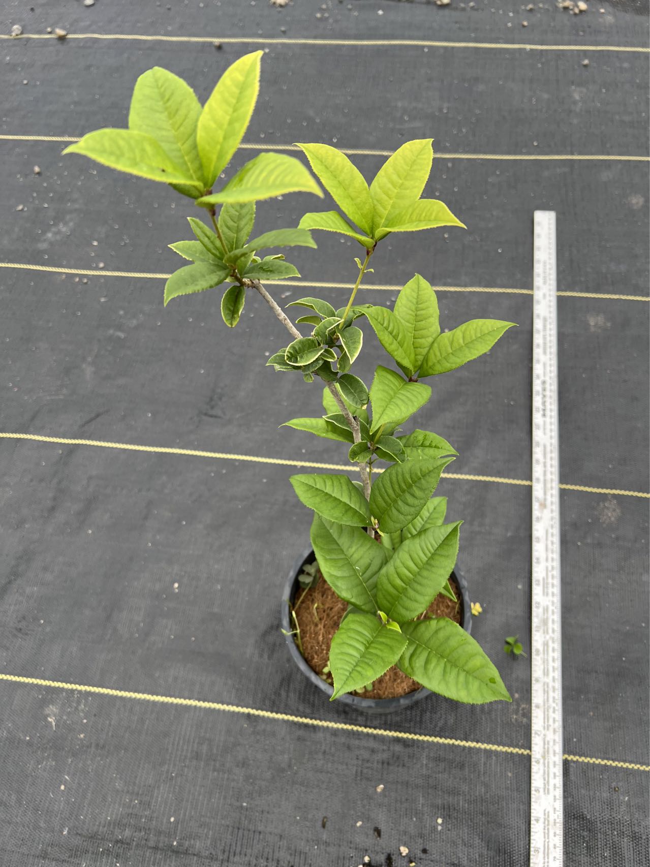 Sweet Osmanthus fragrans 'Semperflorens' tree,Fragnant Tea Olive, one gallon, 四季桂,四季木犀の花 ,year-round blooming