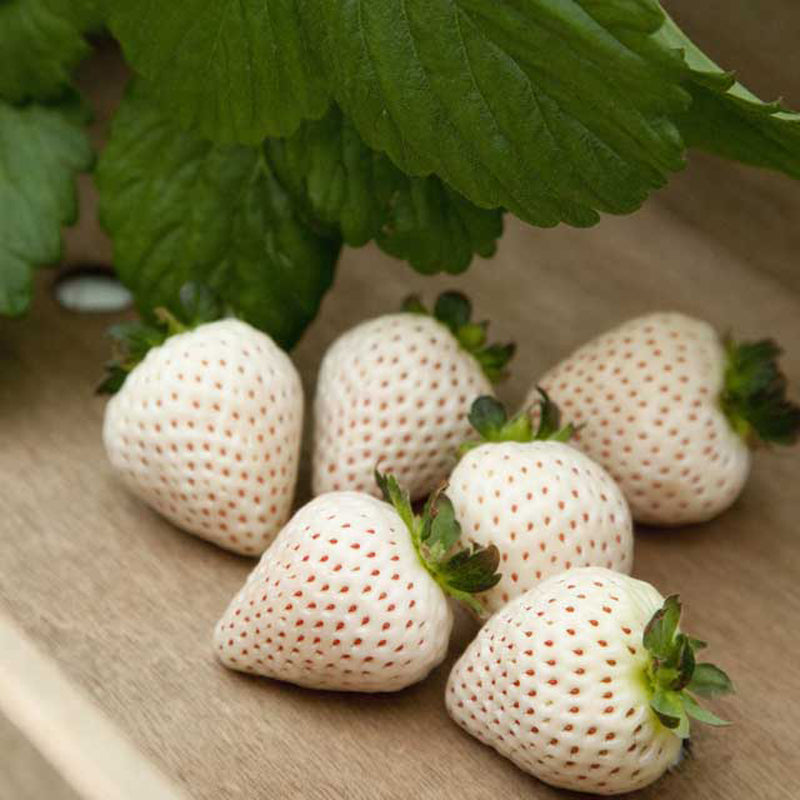 Japanese Angel's Strawberry, White Strawberry, 6 bare root plants,天使のいちご AE