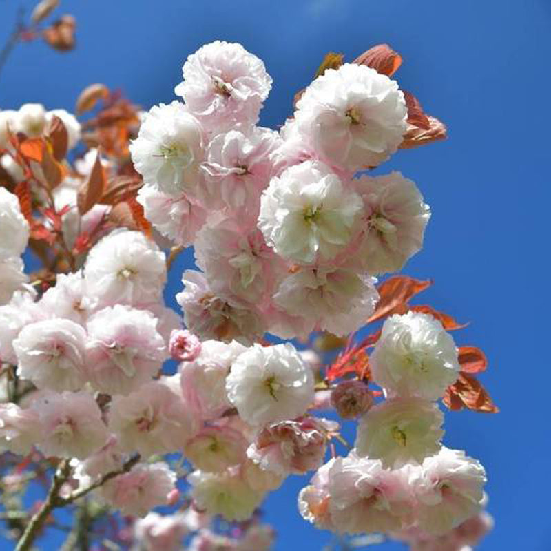 Shirofugen Flowering Cherry Tree, Bare Root 白普賢,シロフゲン