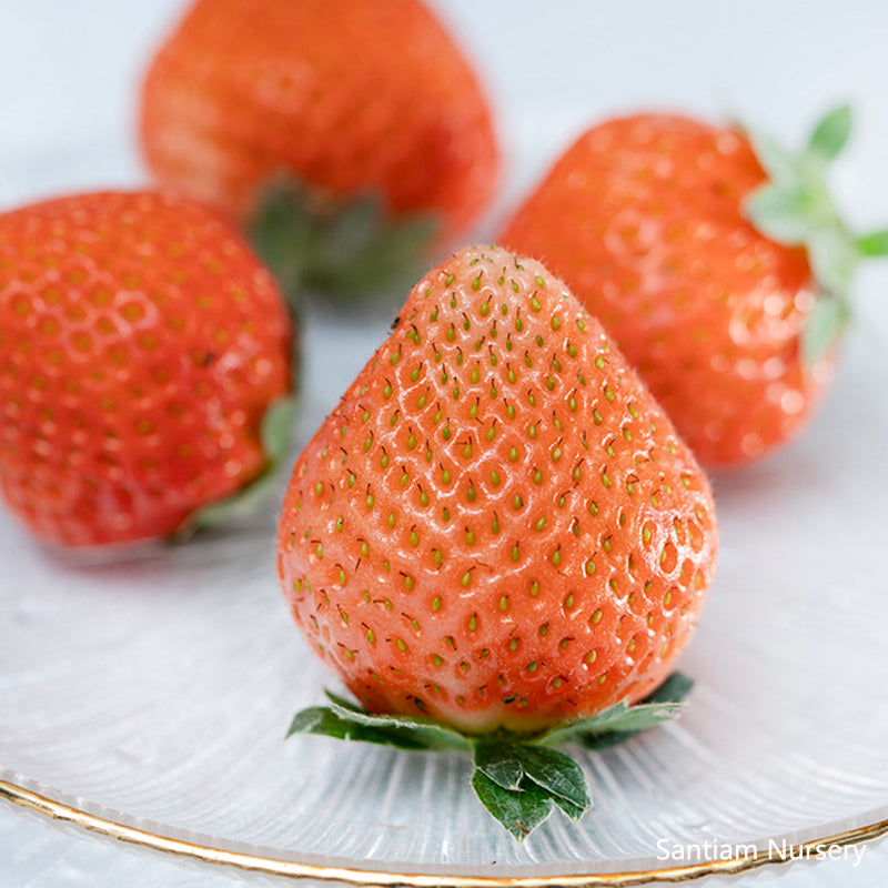 Japanese Peach Strawberry "Momo Ichigo" plants, 6 plants, potted 桃薫(とうくん)
