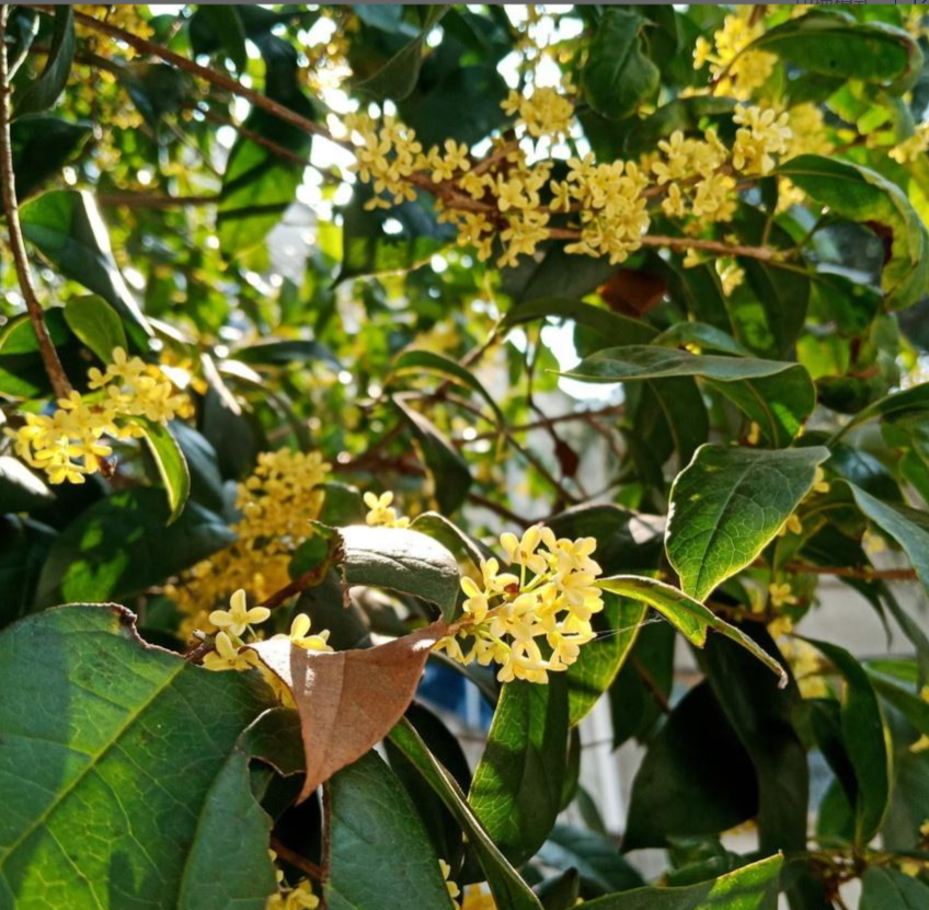 Gold Sweet Osmanthus tree, Fragnant Tea Olive, 金桂 ,桂花树苗 金木犀の花