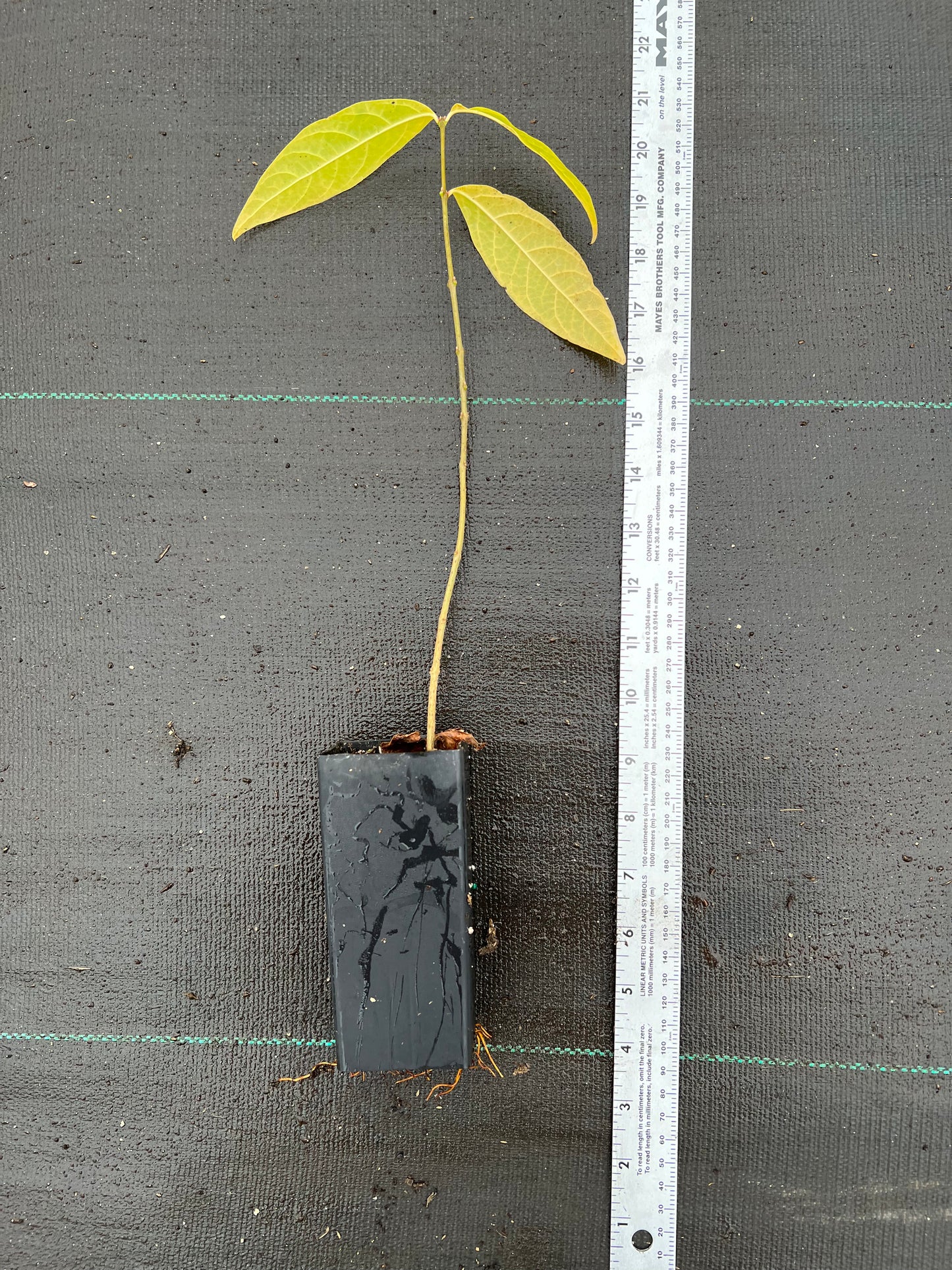 Wintersweet tree,Japanese allspice, ice flower. Chimonanthus praecox 腊梅,蜡梅苗 US Seller