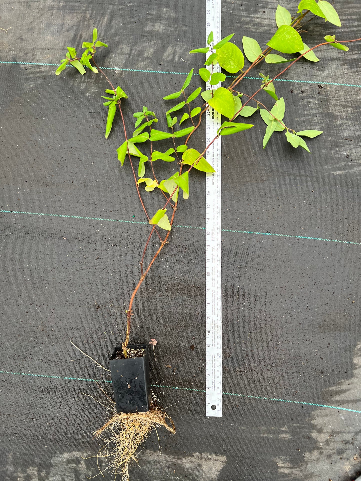 Japanese honeysuckle plants with roots , herb, perfect for bosai 忍冬、金银花苗