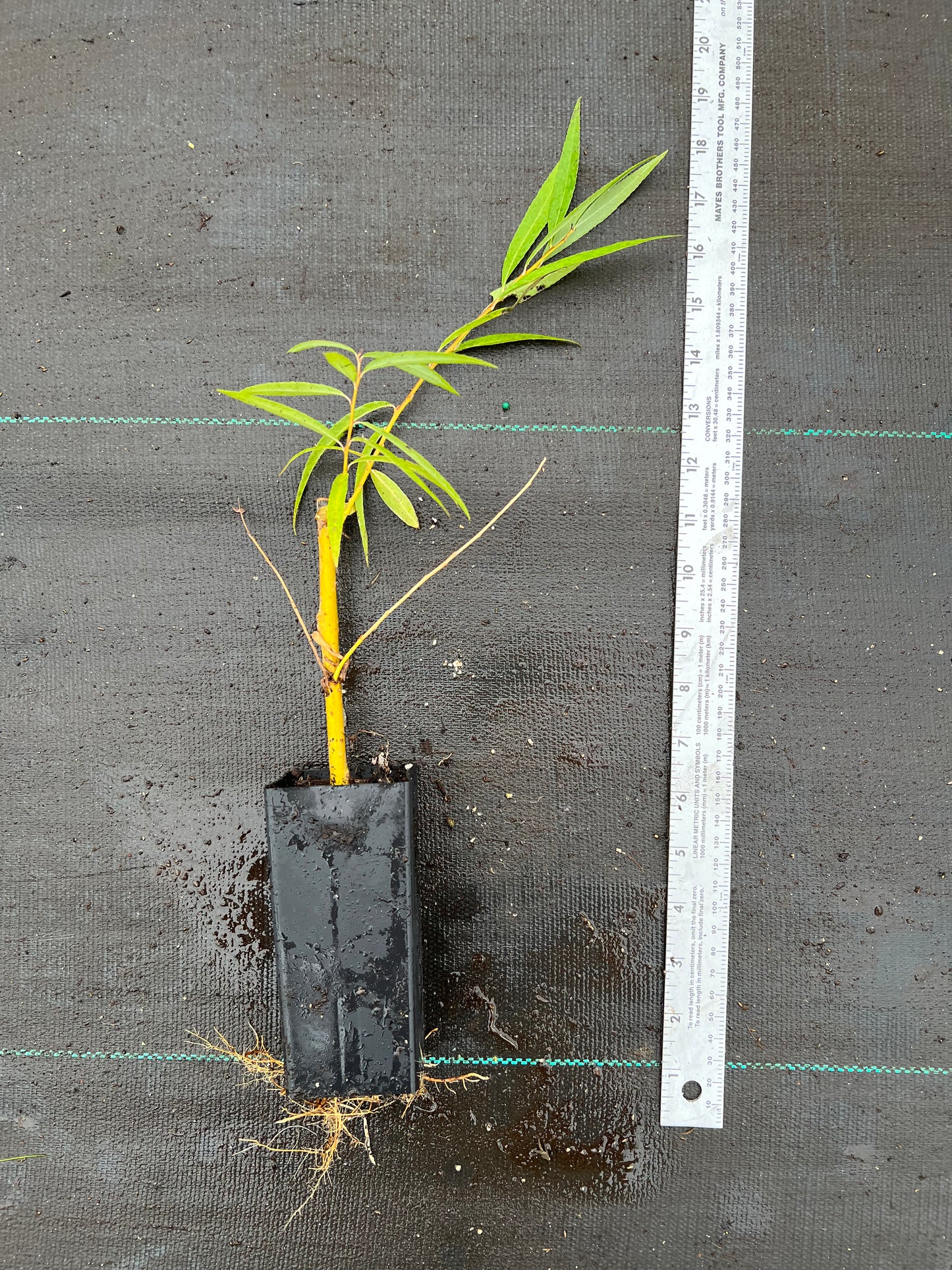 Golden weeping willow plant , perfect for bonsai