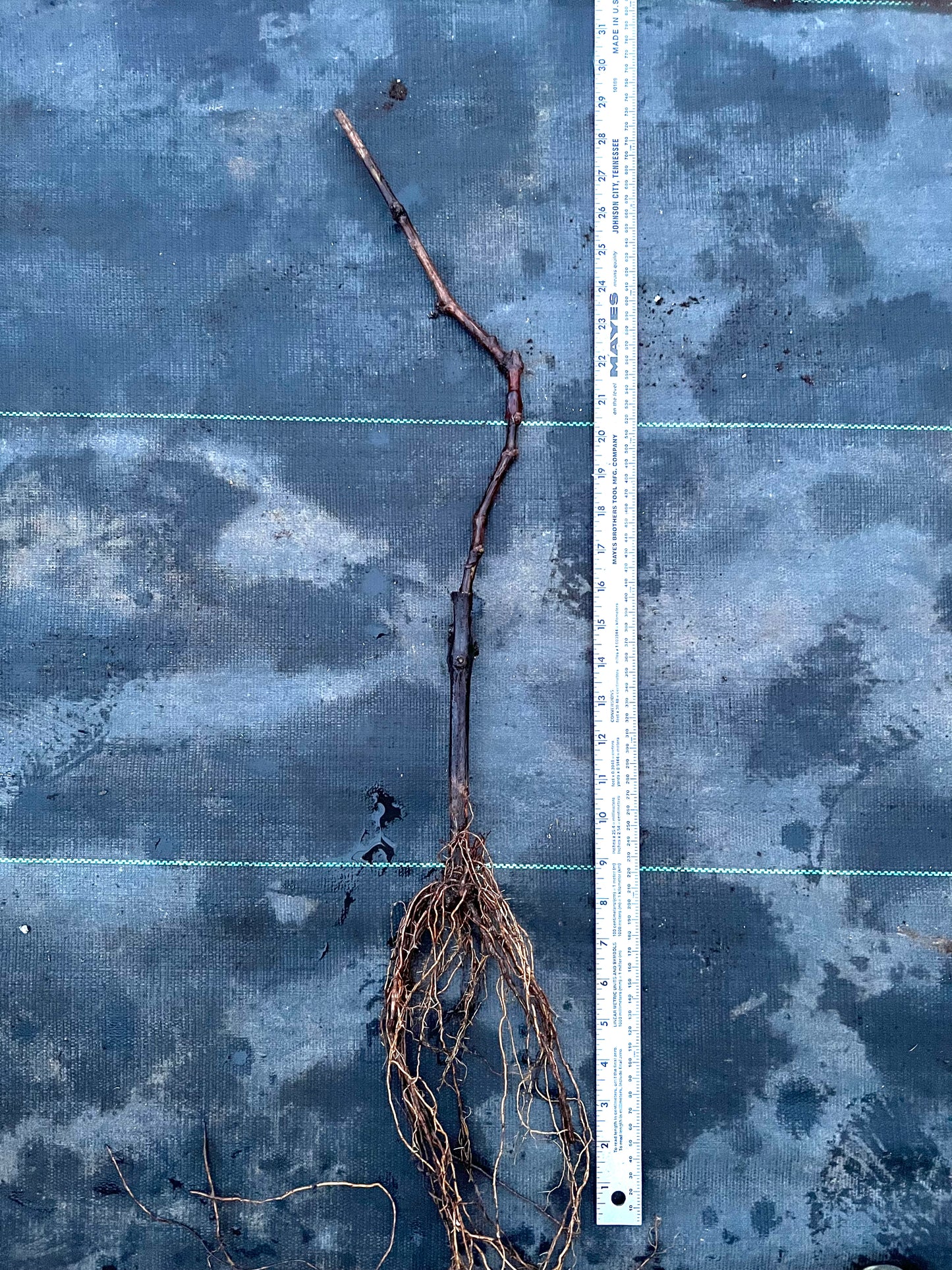 Shine Muscat Premium Japanese Grape plant on 3309 C, bare root,晴王麝香葡萄,シャインマスカット, 阳光玫瑰葡萄苗 ,香印青提 US Seller