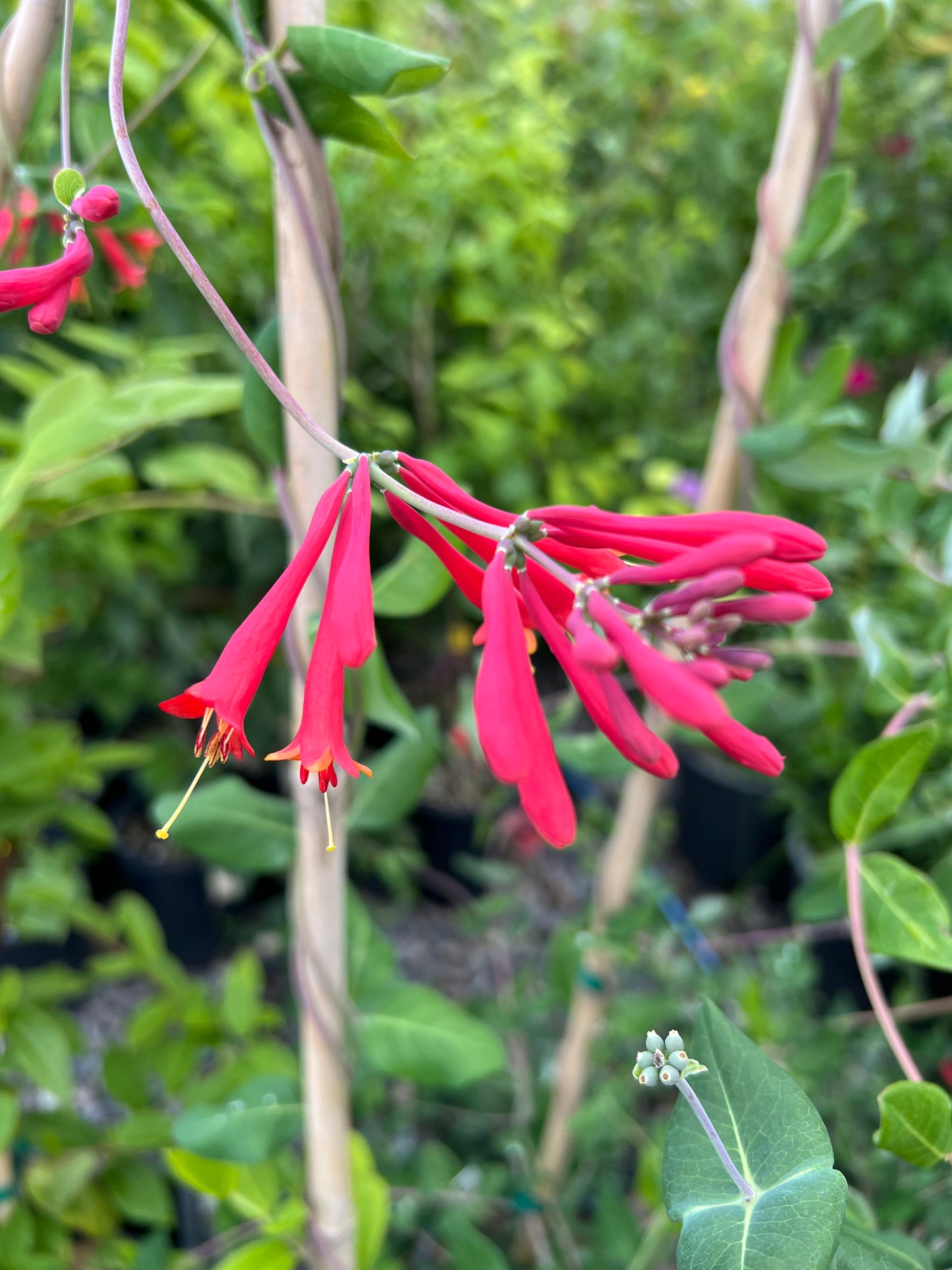 Red Coral Honeysuckle (Lonicera sempervirens 'Major Wheeler')