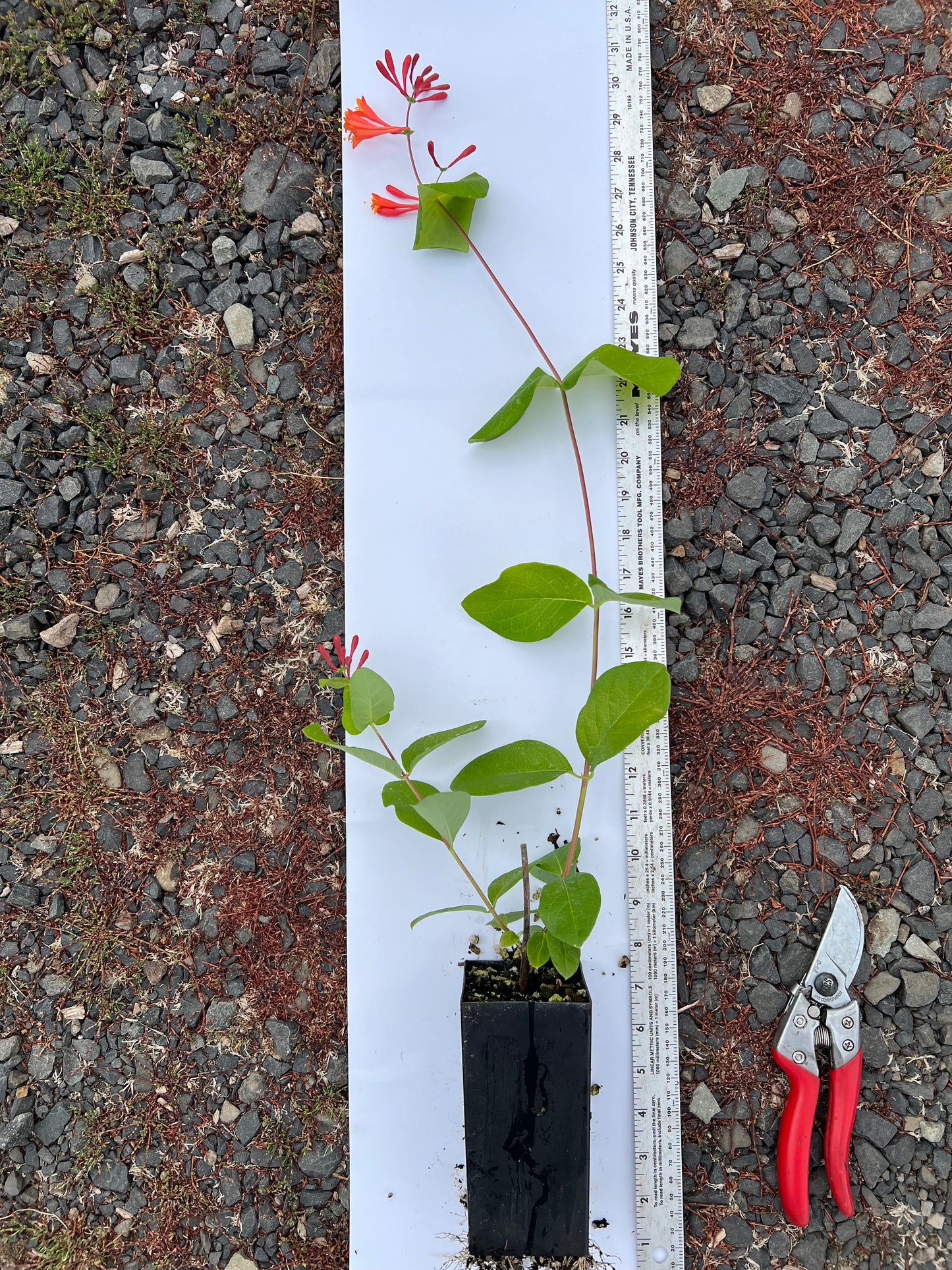 Orange Coral Honeysuckle (Lonicera sempervirens 'Dropmore Scarlet')