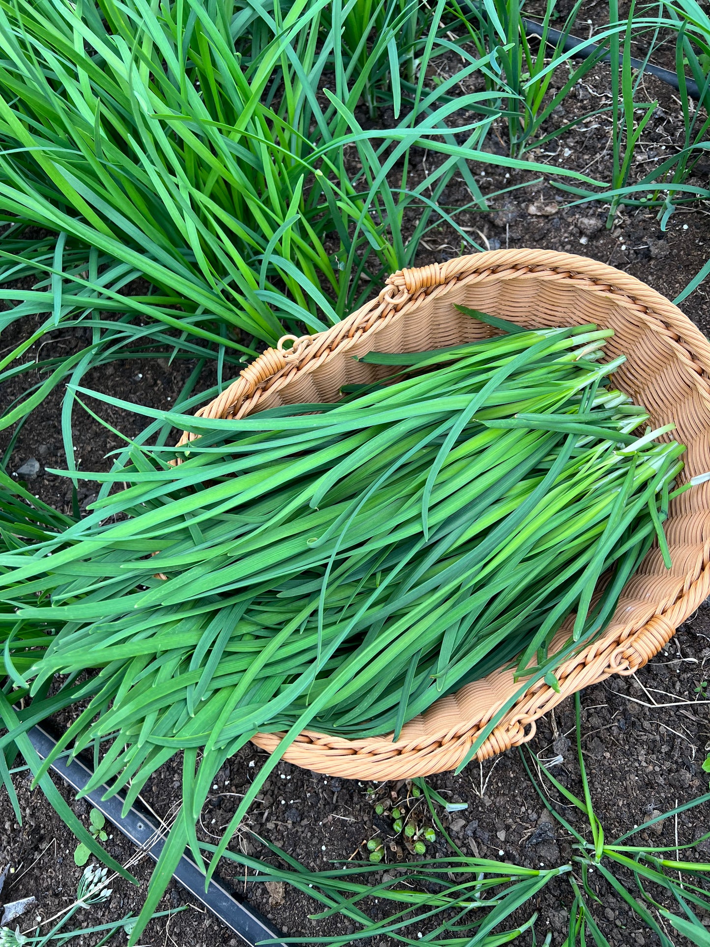 Garlic chives 40 plants.韭菜根