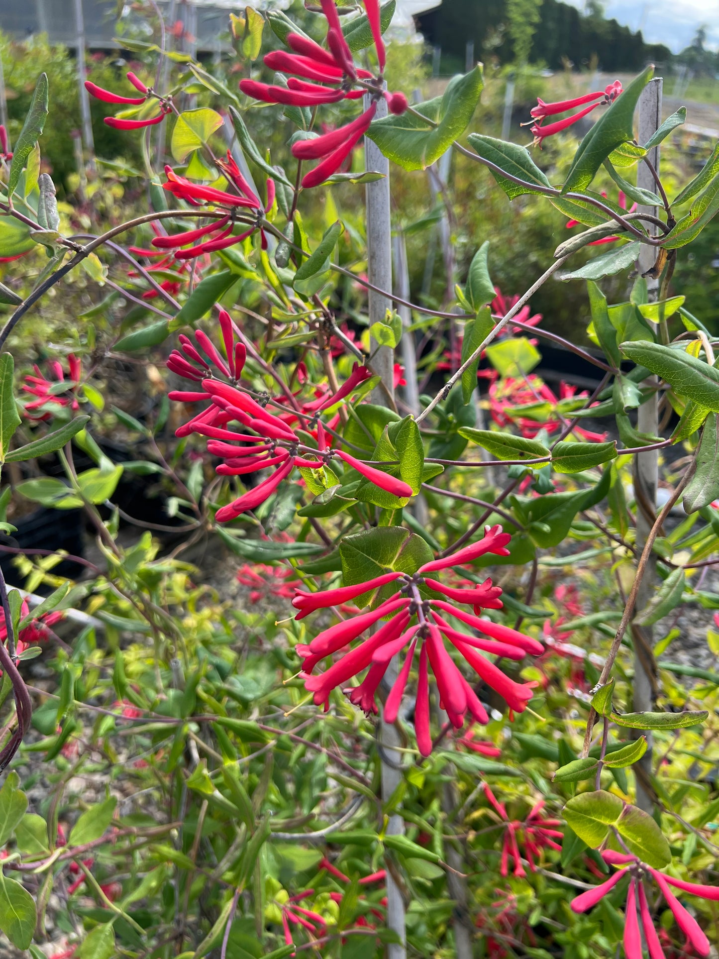 Red Coral Honeysuckle (Lonicera sempervirens 'Major Wheeler')