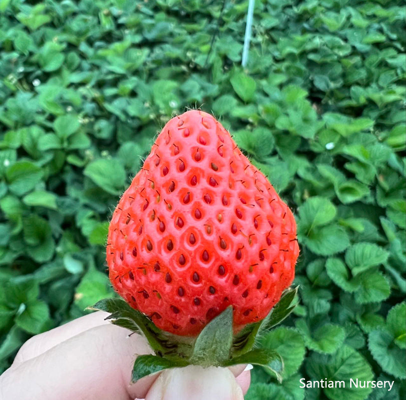 Japanese Peach Strawberry "Momo Ichigo" plants, 6 plants, potted 桃薫(とうくん)