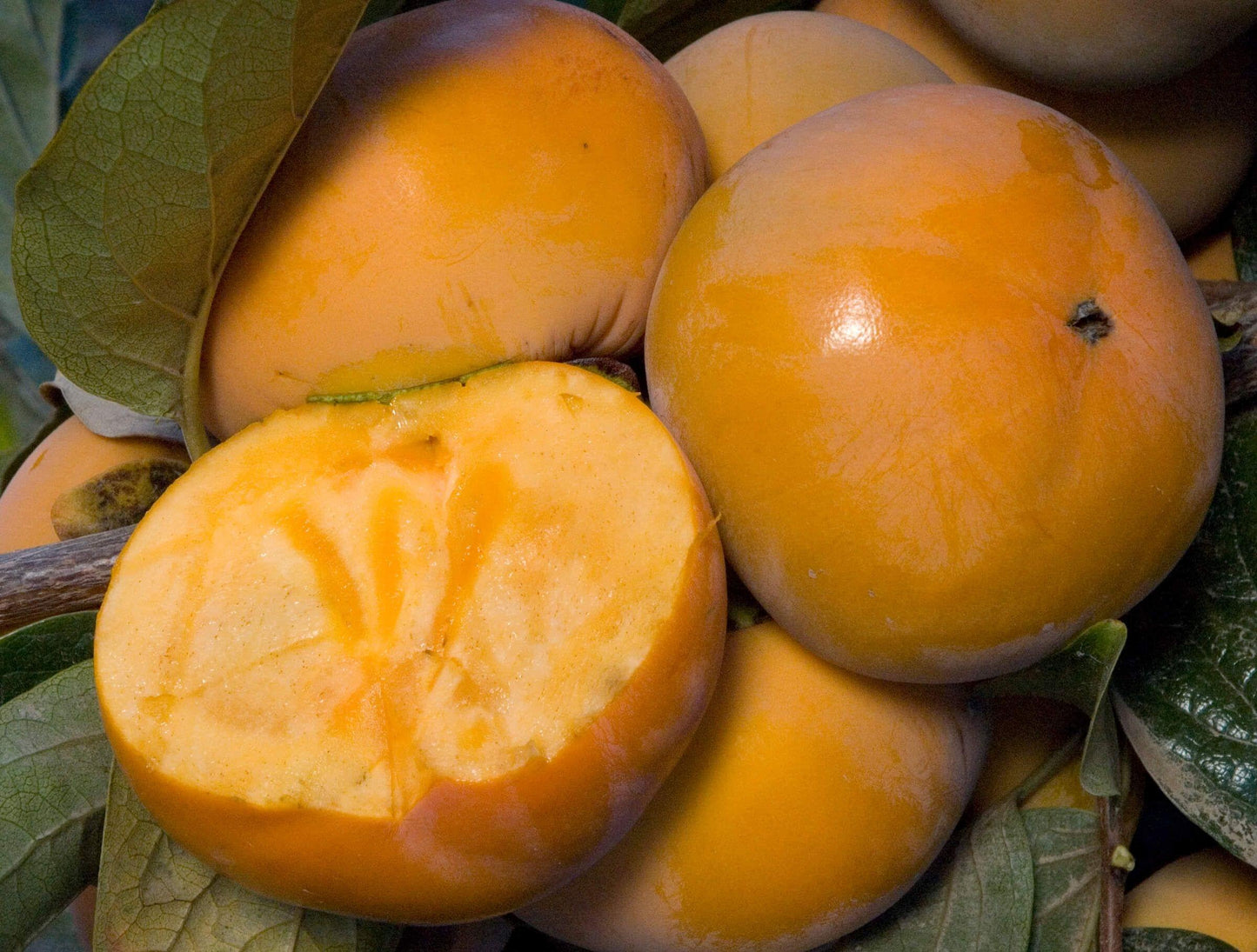 Fuyu Imoto Japanese Persimmon tree, 富有柿(ふゆうがき) 甘柿の王, 富有日本甜柿