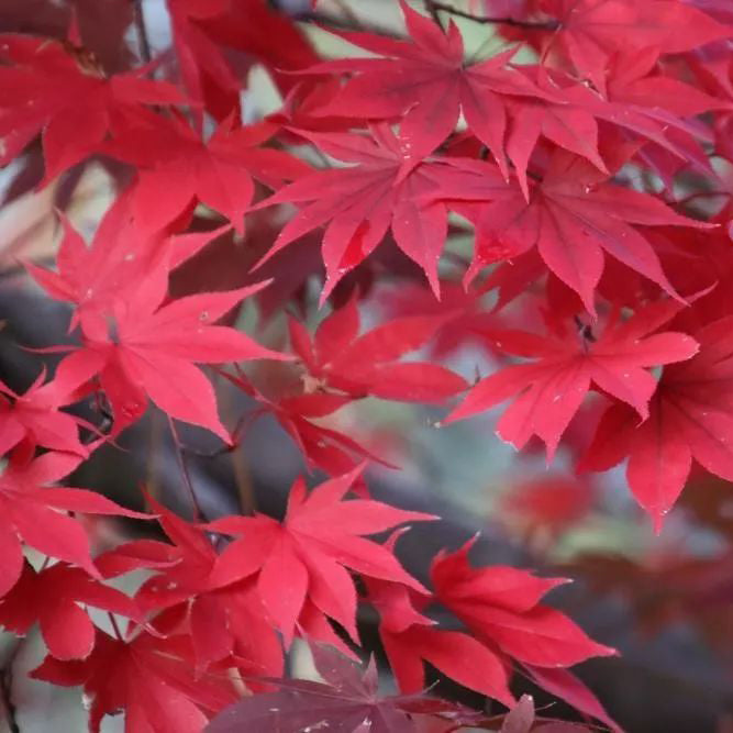 Red Japanese Maple tree，Acer palmatum 'atropurpureum' 伊呂波紅葉 いろはもみじ 日本红枫