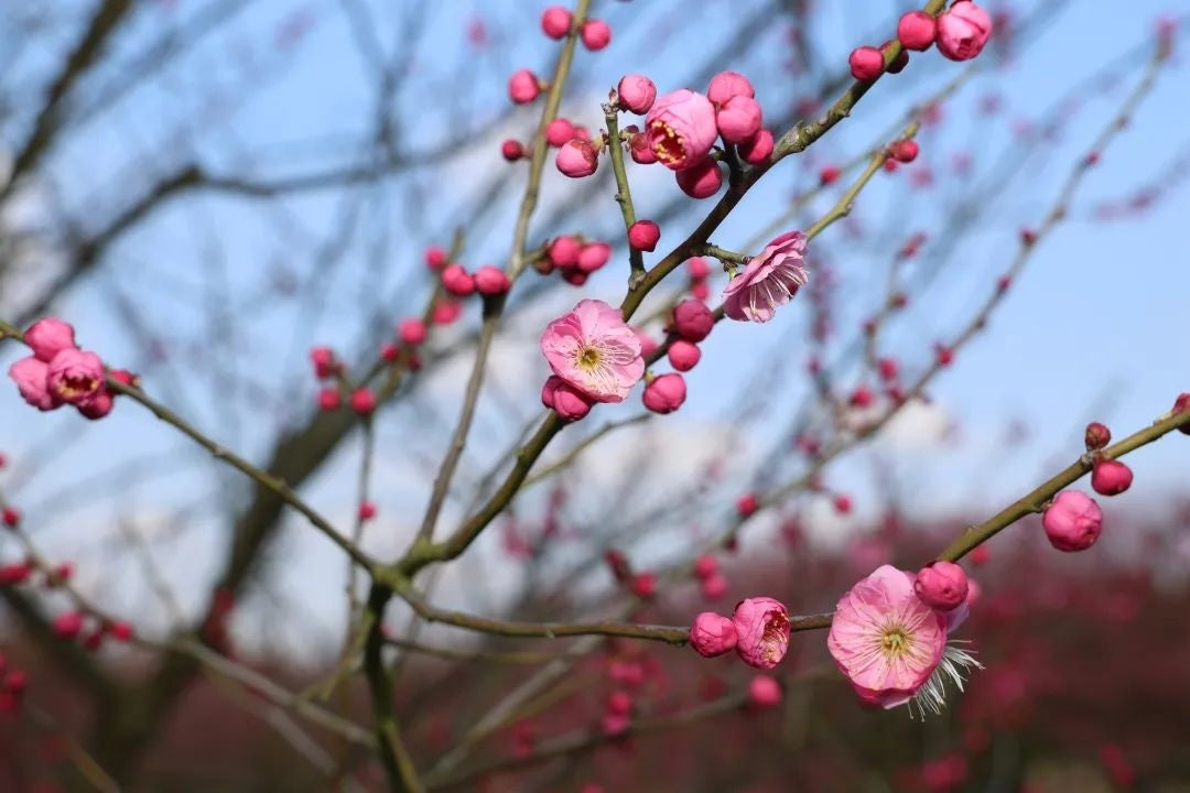 Mokel Japanese Flowering Apricot Tree, Prunus Mume, Ume ,bare root, 宫粉梅花,US Seller