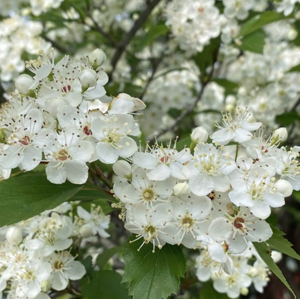 Wild Hawthorn tree, Crataegus monogyna ,Chinese Hawthorn's rootstock 野山楂,山楂砧木