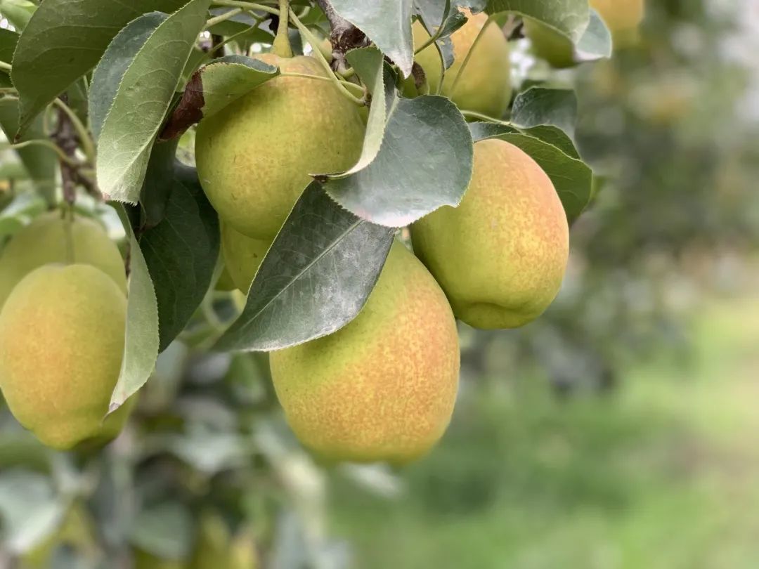 Xinjiang Korla Fragrant Pear tree, Bare root 庫爾勒香梨(コルラシャンリー),库尔勒香梨