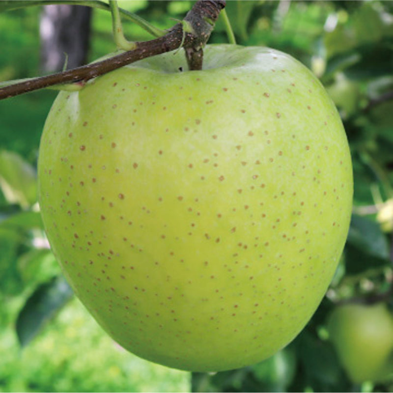 Japanese Aomori Orin Apple tree , Green Dragon Apple, bare root, 青森王林おうりん蘋果,青森王林苹果,青龙苹果
