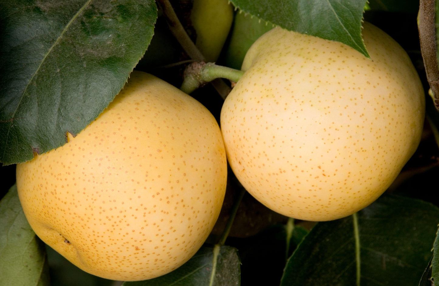 Pre Sale 2026! Shinseiki Asian Pear Tree, bare root 新世紀梨