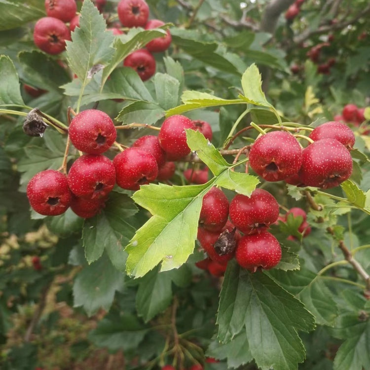 Sweet Pearl Chinese Hawthorn tree, bare root, 甜红子,甜山楂,山査子(サンザシ)