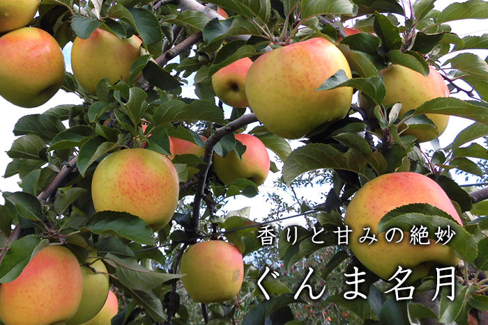 Japanese Gunma Honey Apple Tree, Bare root, 群馬名月(めいげつ)は苹果,蜜苹果,水蜜桃苹果