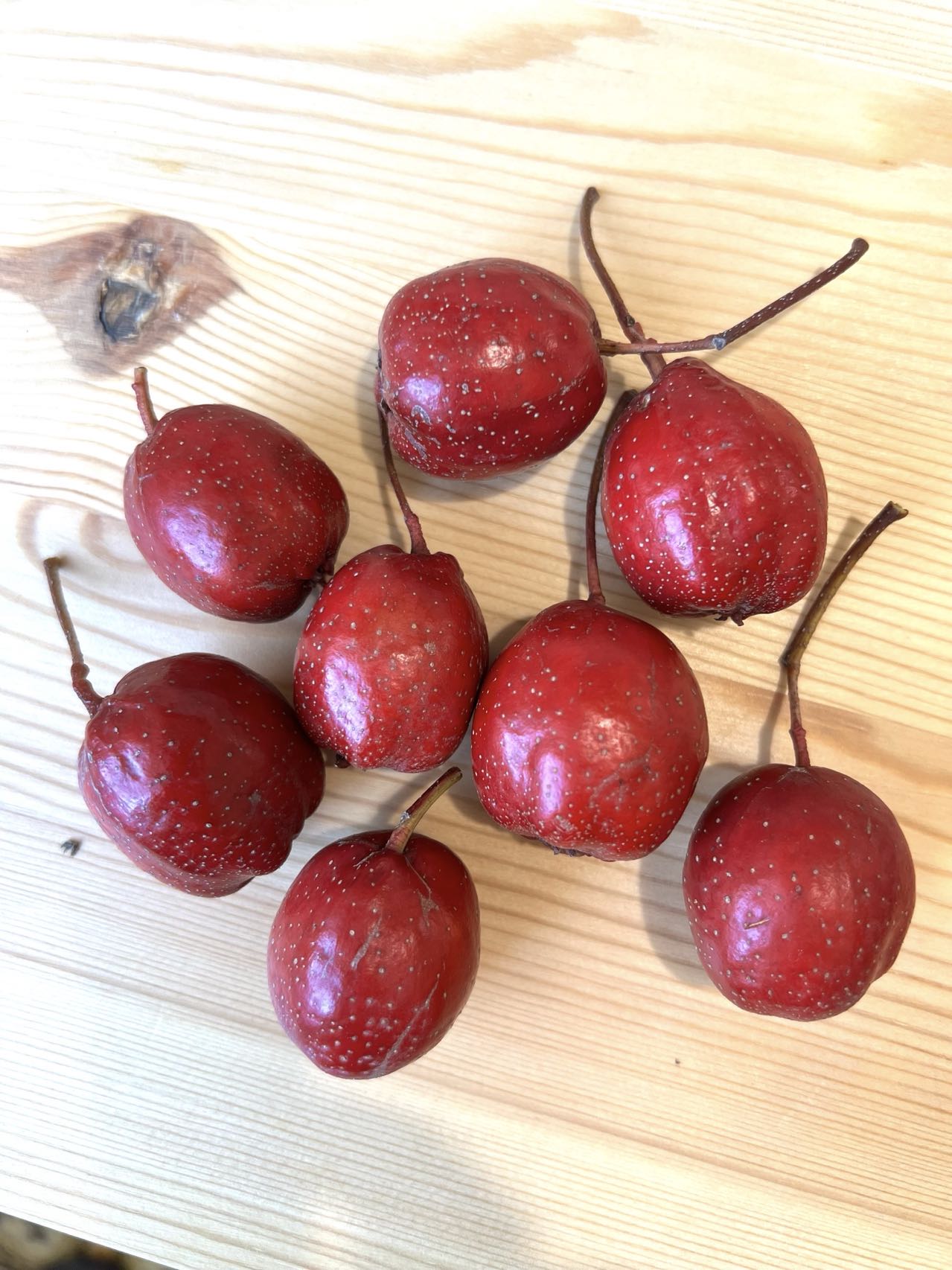 Giant Star Chinese Hawthorn tree, bare root, 大五棱山楂, 山査子(サンザシ)