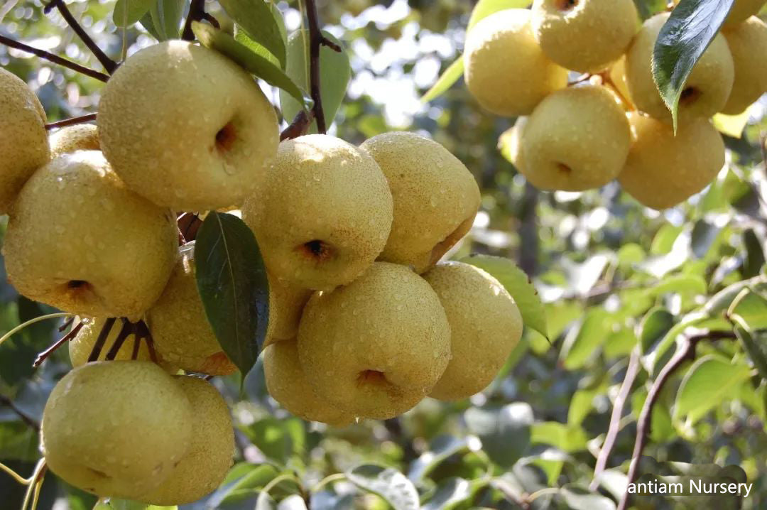 Dangshan Su Li Asian Pear on Betulifolia , bare root, 砀山酥梨,碭山酥梨