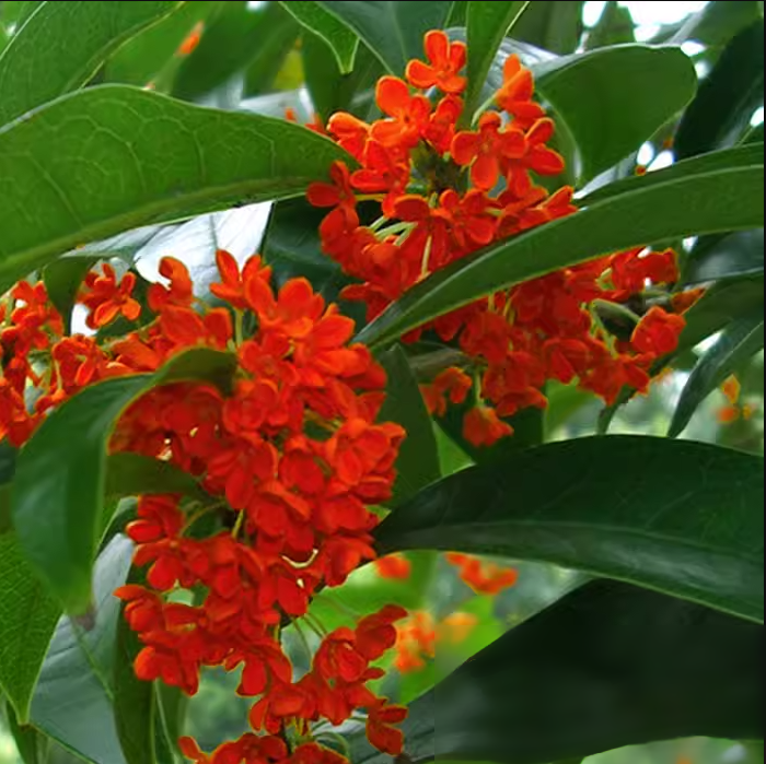Red Sweet Osmanthus tree, Fragnant Tea Olive, 朱砂桂 ,桂花树苗 木犀の花