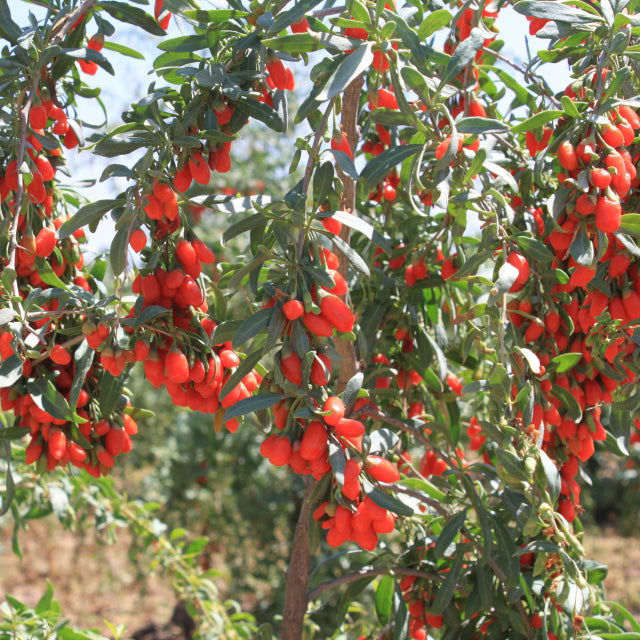 Goji berry plant, wolfberry, Lycium chinense  宁夏枸杞苗  US Seller